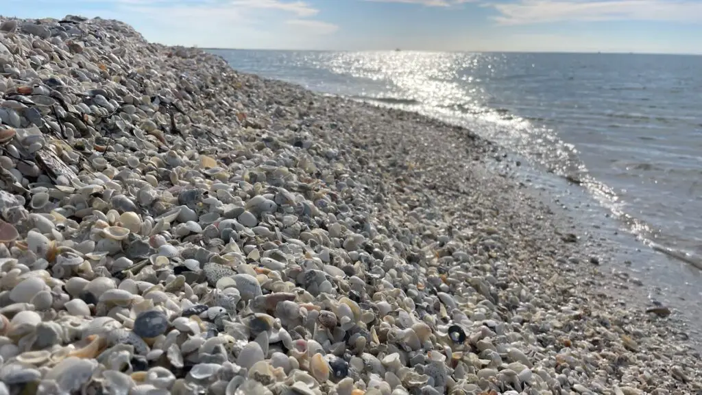 Embark On A Shelling Adventure: Sanibel Islands Treasures Await