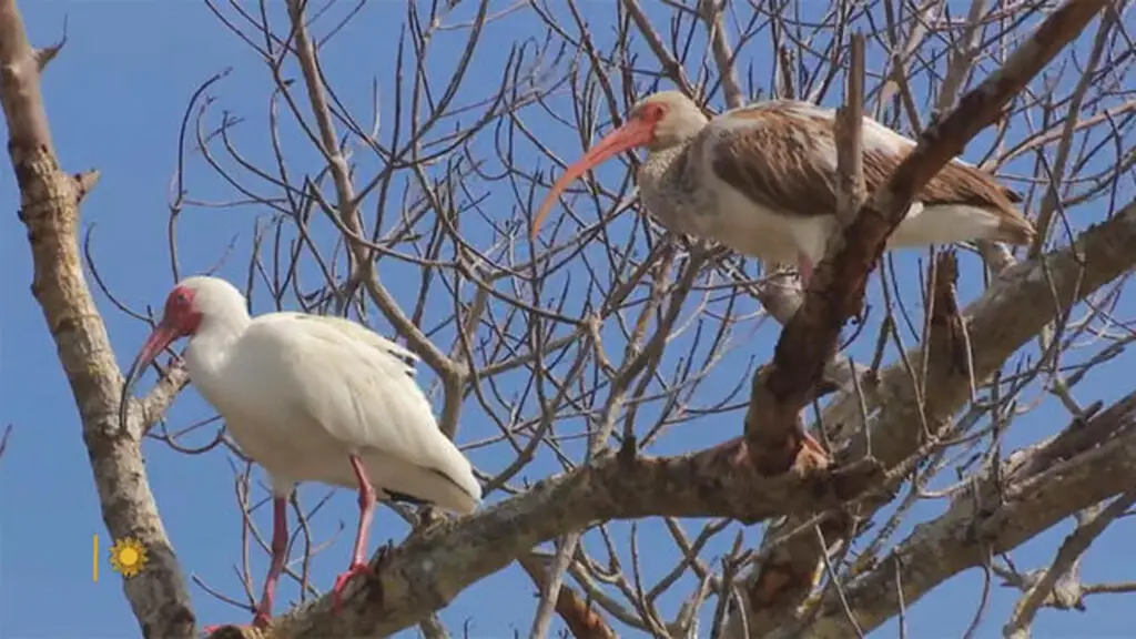 Explore The Rich Wildlife At Sanibel Island Wildlife Refuge