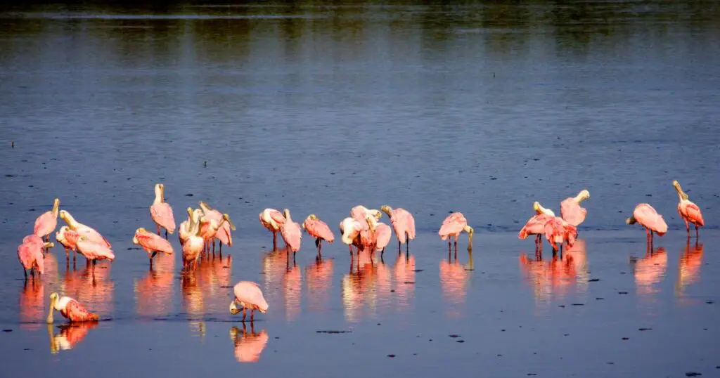 Explore The Rich Wildlife At Sanibel Island Wildlife Refuge