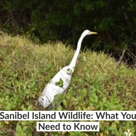 Explore The Rich Wildlife At Sanibel Island Wildlife Refuge