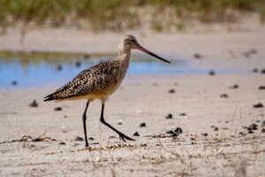 Wildlife of Sanibel Island